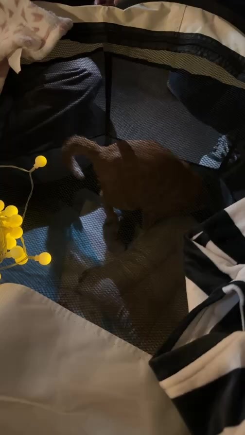 十常八九 相片 2